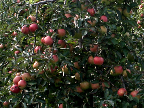 Apfelplantage bei Beeck