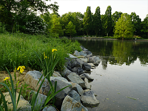 Uferbepflanzung Wurmauenpark Geilenkirchen