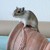 Rennmaus klettern