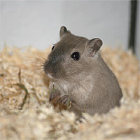 Rennmaus Einstreu
