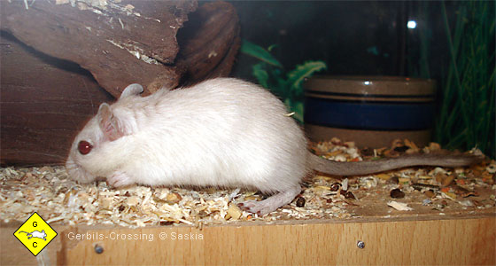 Rennmaus hat rote Augen Rotaugen-Weiß /Rotaugen-Albino