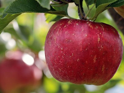 Rennmaus Obst Gemüse Apfel