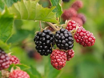 Rennmaus Obst Gemüse Brombeeren