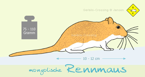 Rennmaus Grundwissen Rennmaus Gattung und Familie