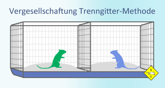 Vergesellschaftung Rennmäuse Trenngitter-Methode