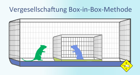 Vergesellschaftung Rennmäuse Box-in-Box Methode