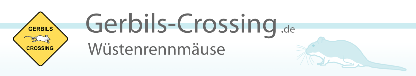 Rennmaus Gerbils-Crossing